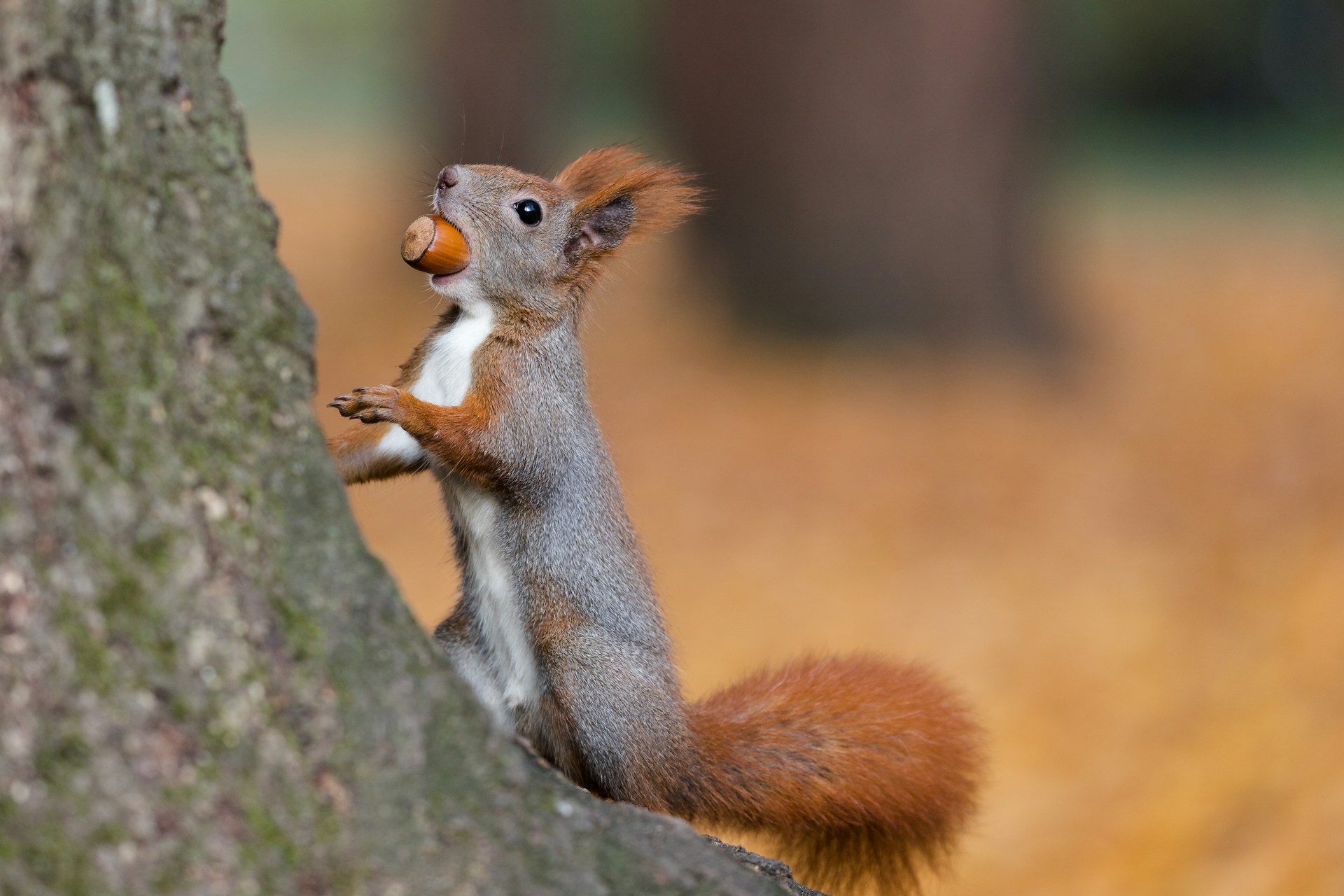 Healthcare in the US: it all makes sense if you’re a squirrel