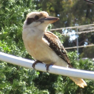 Wonderdog 🏳️‍🌈